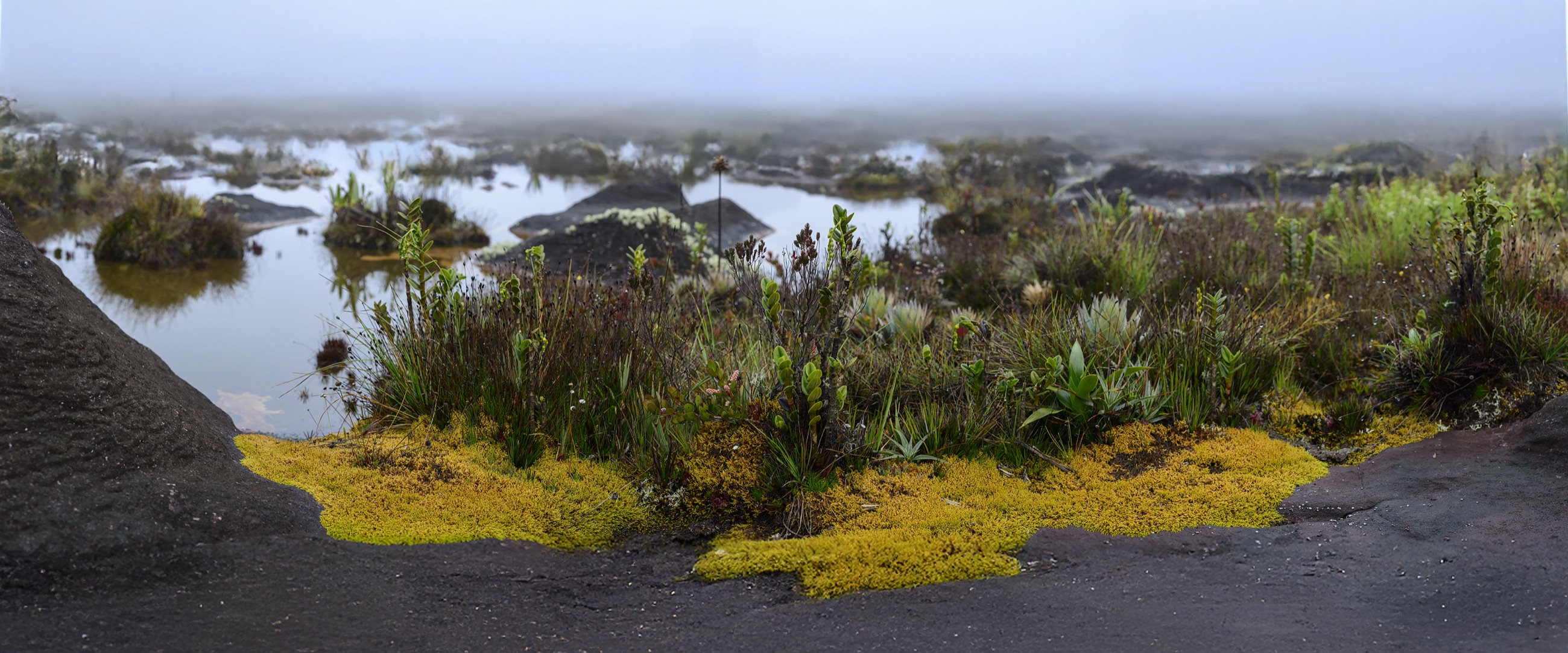 A panorama of endemic botanicals on the summit of Roraima