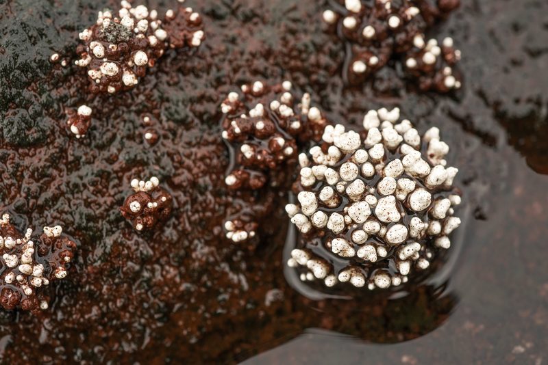 White endemic clusters on wet rock