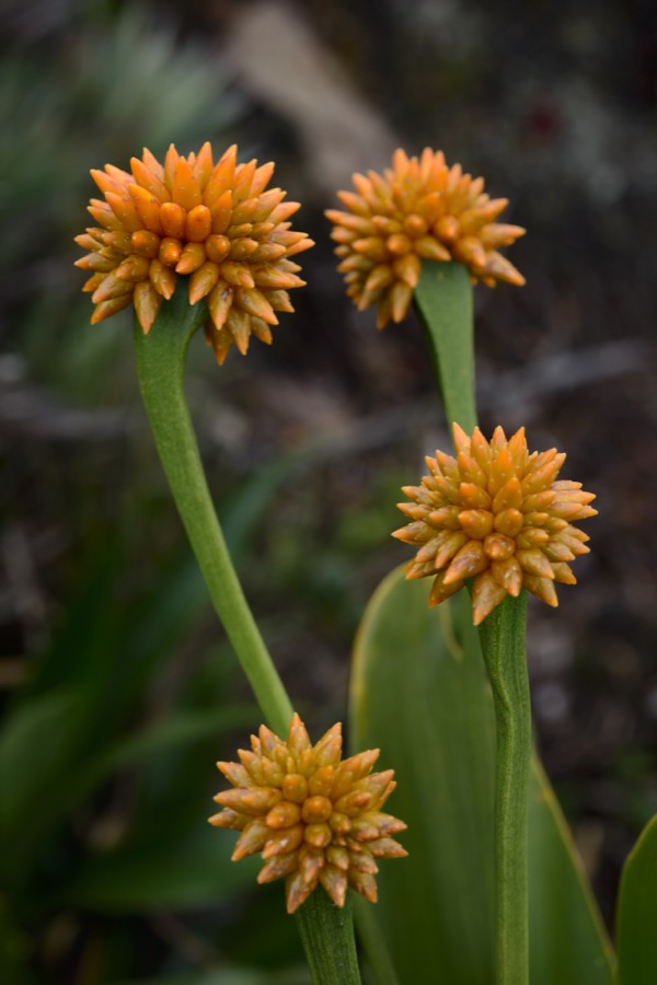 An endemic plant of the Roraima summit