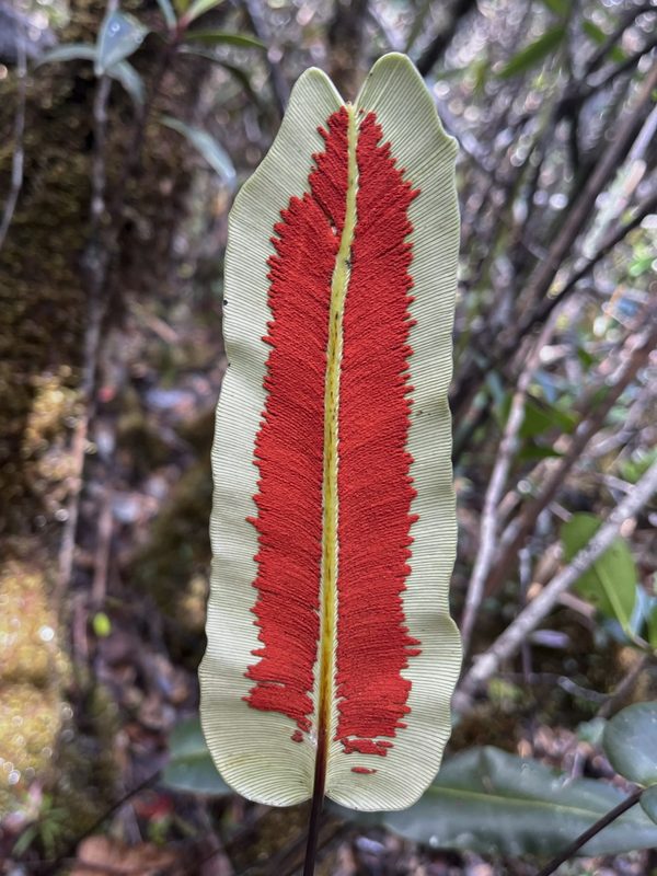 A red-and-white striped endemic leaf